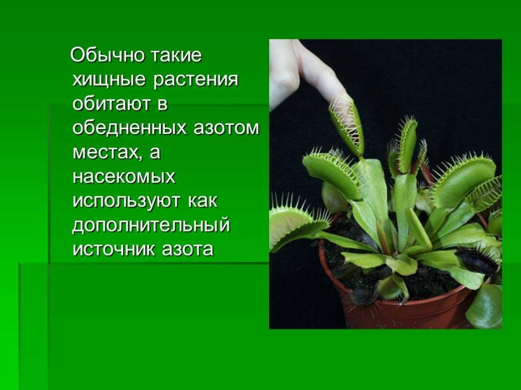 Домашние растения хищники