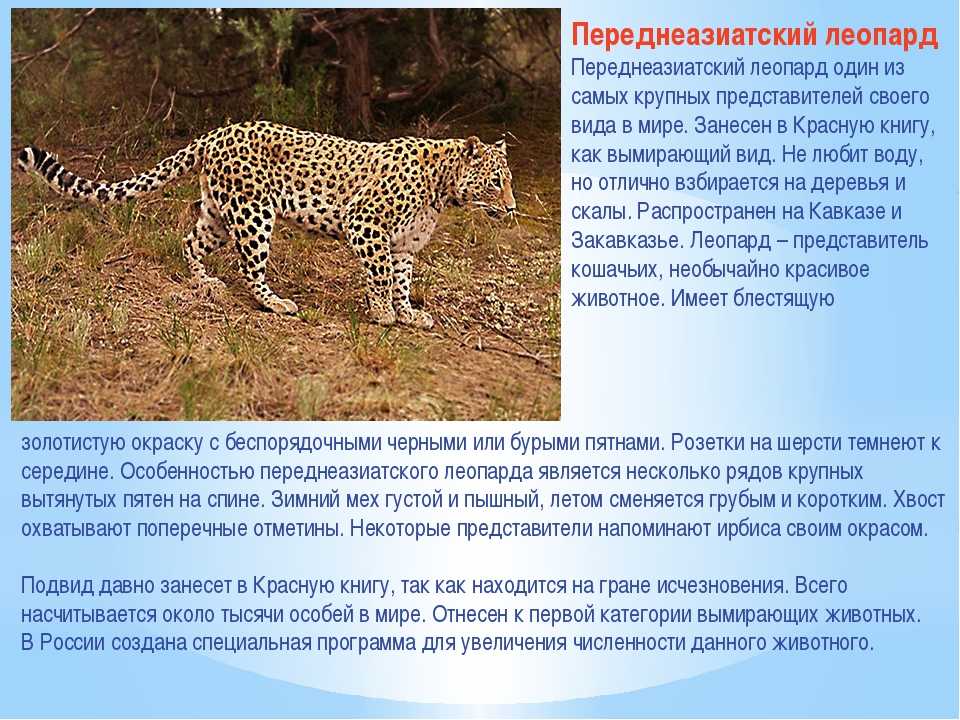 больше о переднеазиатском леопарде из Красной книги России Описание, фото и видео с переднеазиатским леопардом Новости и презентация