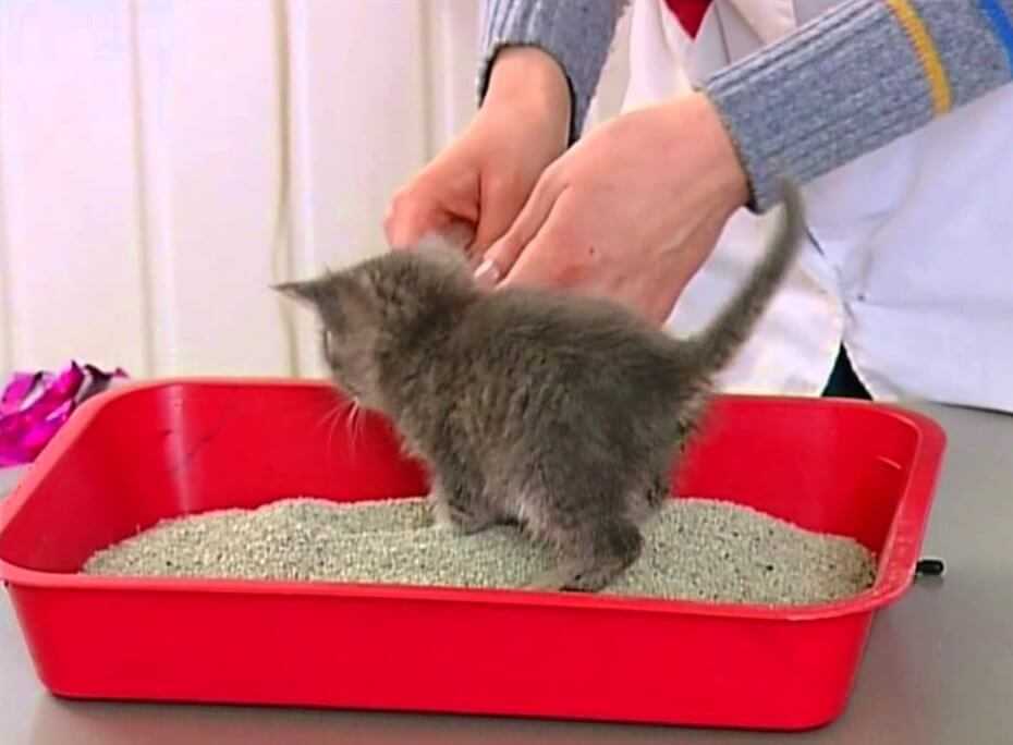 6 главных вещей, которые должны знать хозяева маленького котенка