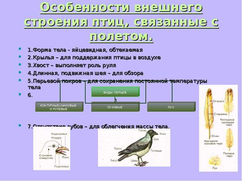 § 44. среда обитания и внешнее строение птиц / биология 7 класс