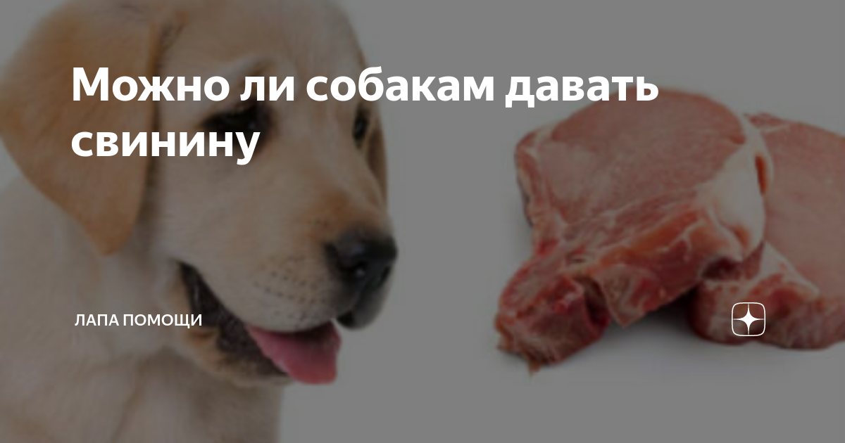 Можно ли овчарке давать кости свиные, куриные, говяжьи и бараньи