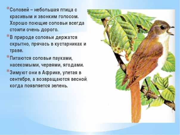 Описание соловья: как выглядит птица и где живет