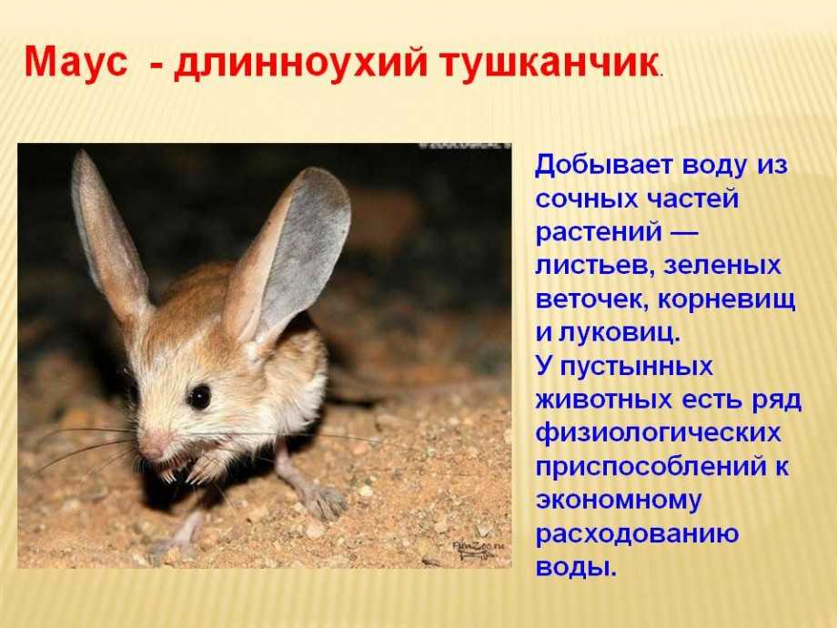 Животные пустыни сахара | joinfor.ru