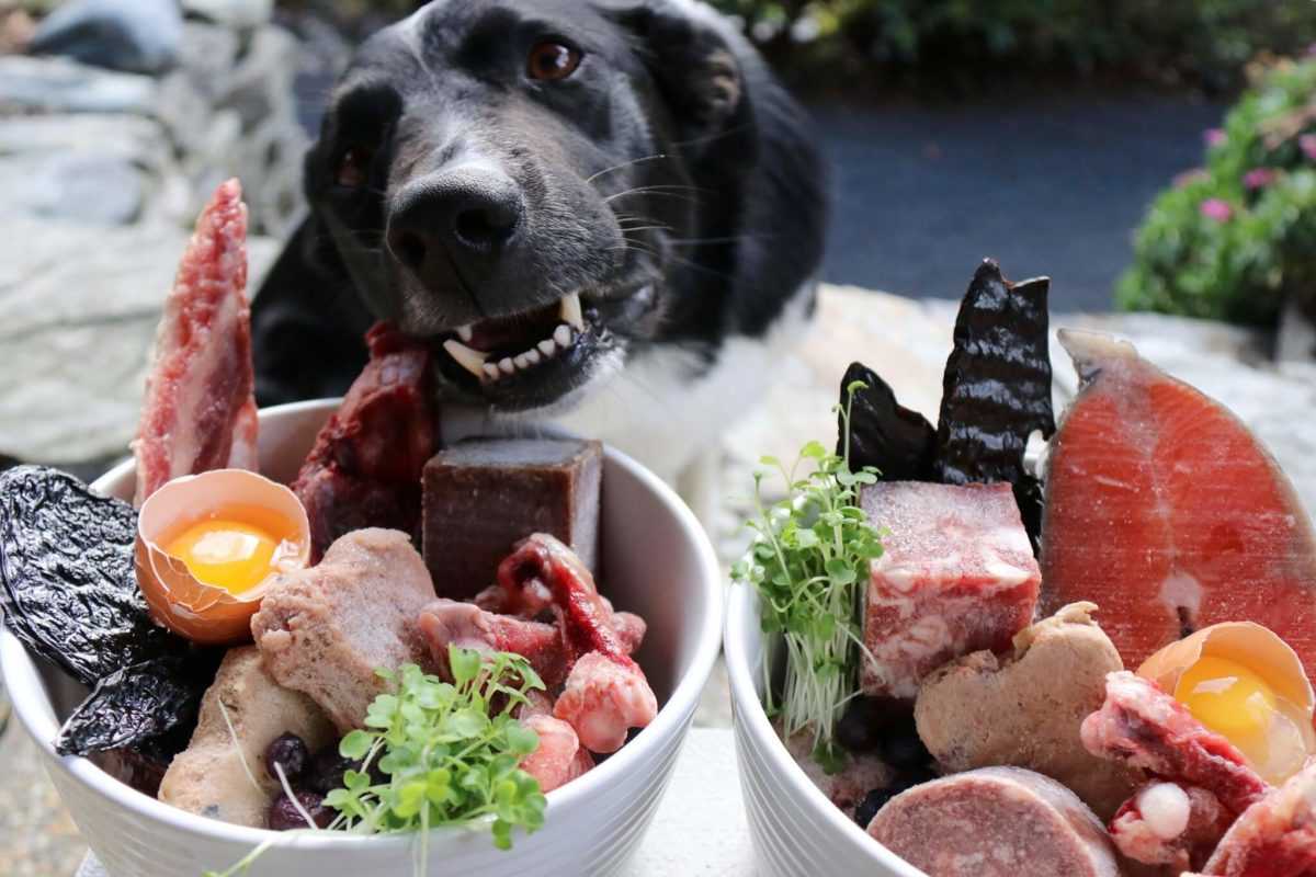 Можно ли йорка кормить морепродуктами?