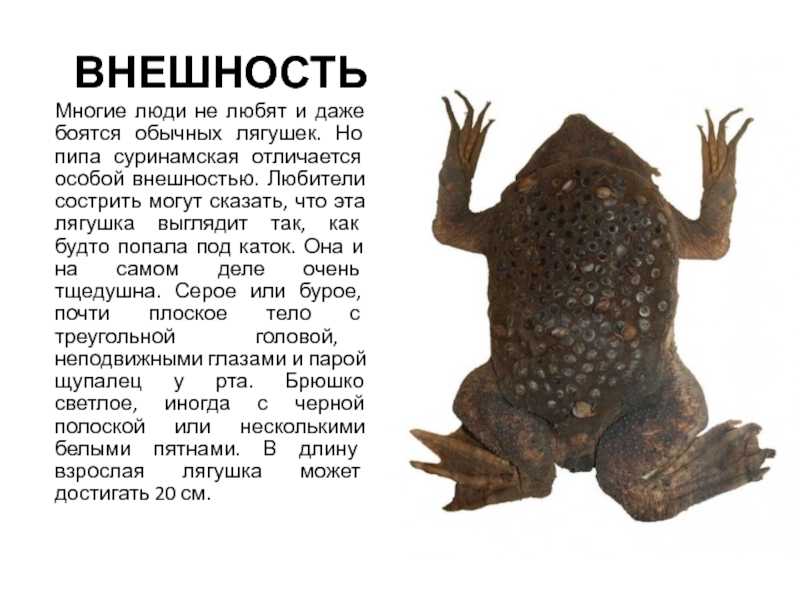 Необычный представитель водной среды - суринамская лягушка пипа и ее особенности