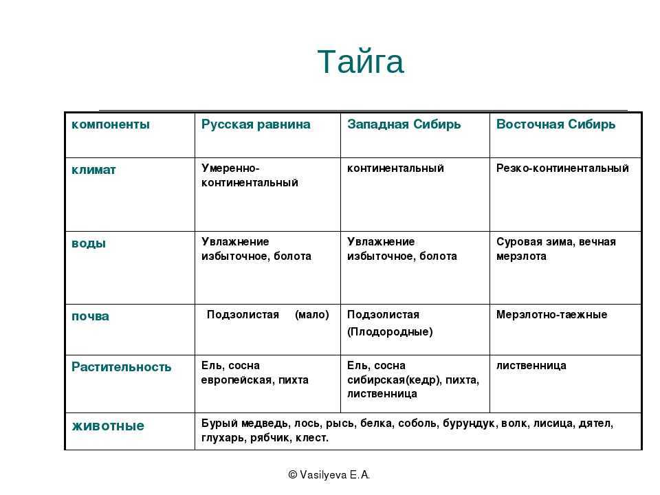 Тайга: что это, где находится, её флора и фауна - узнай что такое