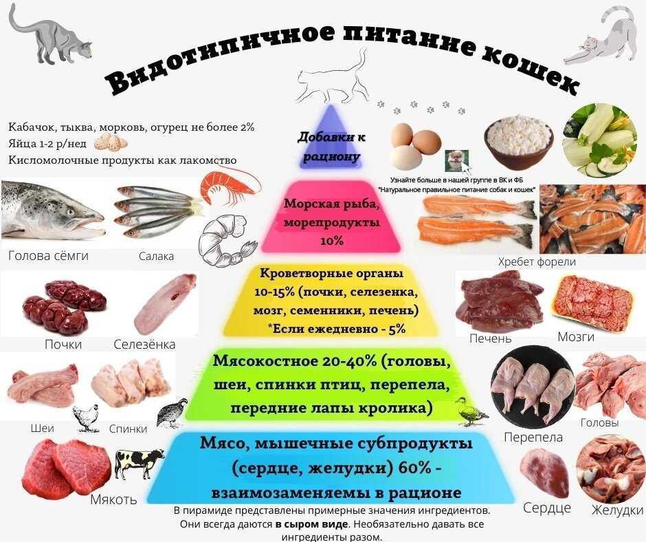 Кот не ест и не пьёт: тревожные симптомы, которые должны насторожить