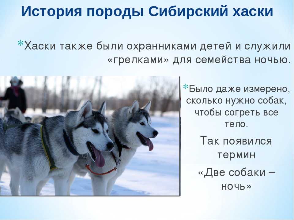 Помесь хаски и лайки: название породы, внешний вид