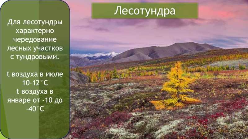 Лесотундра