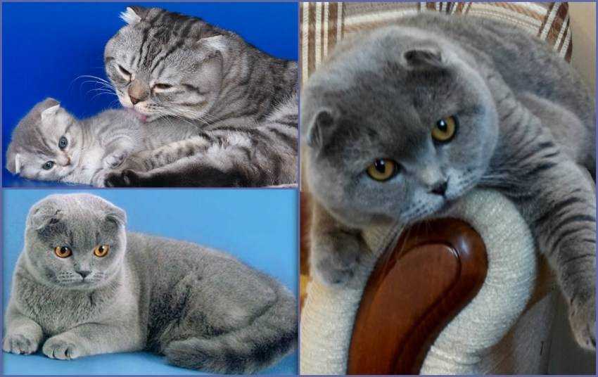 Вязка кошек