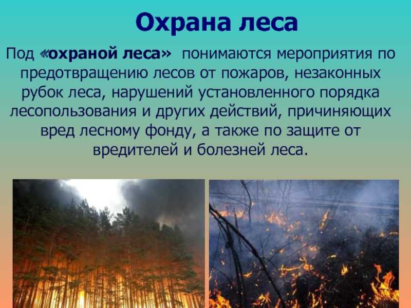 Мероприятия по охране лесов от пожаров