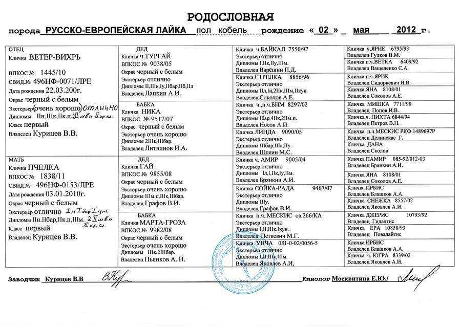 Золотой список лучших имен для щенка-мальчика