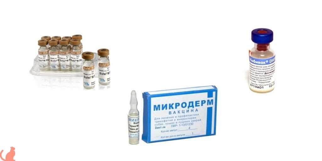 Чем лечить лишай у кошки, чем мазать и обработать в домашних условиях, можно ли избавиться от стригущего лишая у кота народными методами? - блог о животных - zoo-pet.ru