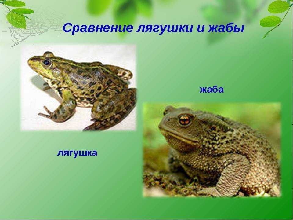 Жабы и лягушки: сходство и различие: внешний вид, фото, особенности, интересные факты, среда обитания