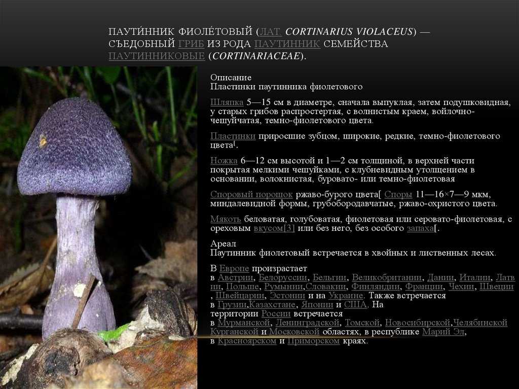 30 самых редких грибов росии из красной книги