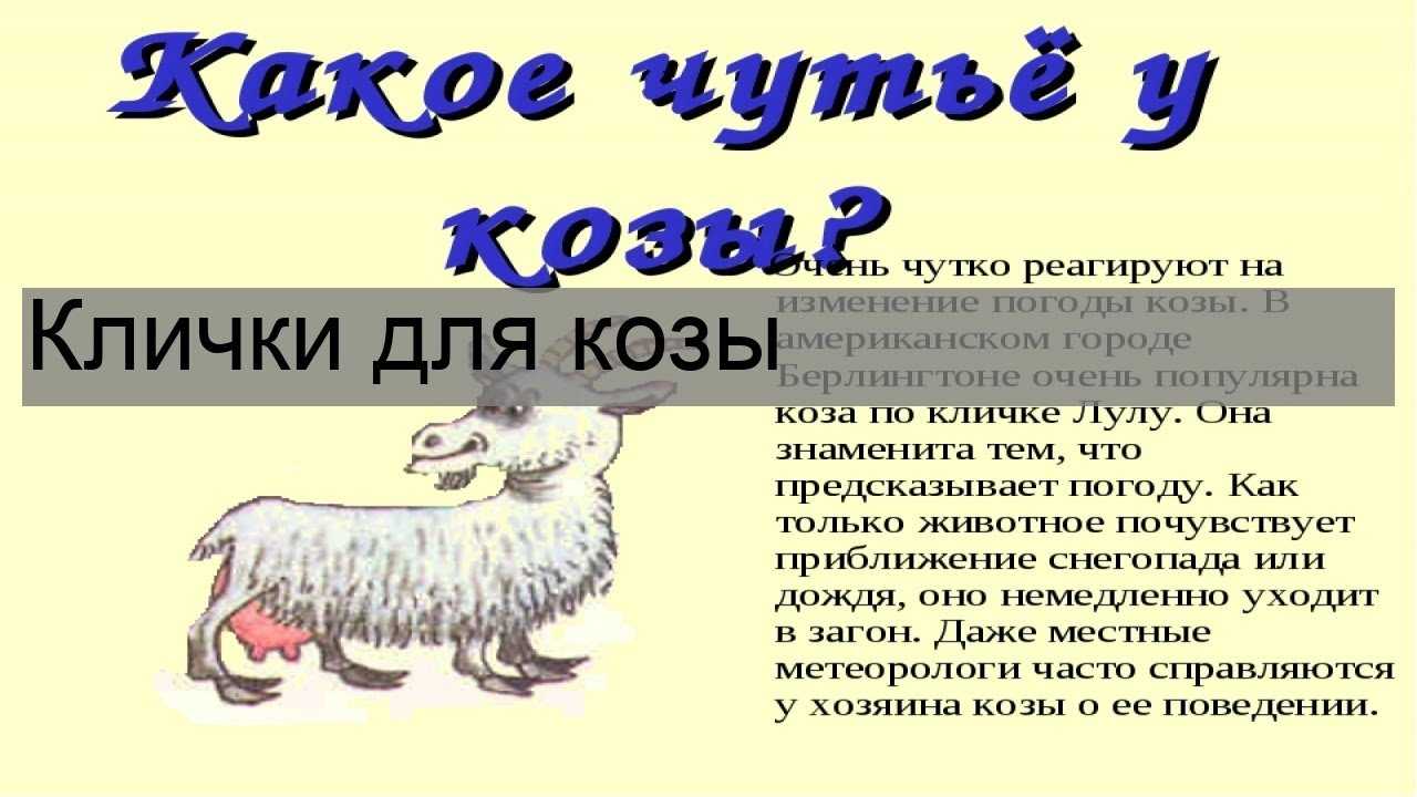 Имена для козы: как можно назвать козленка