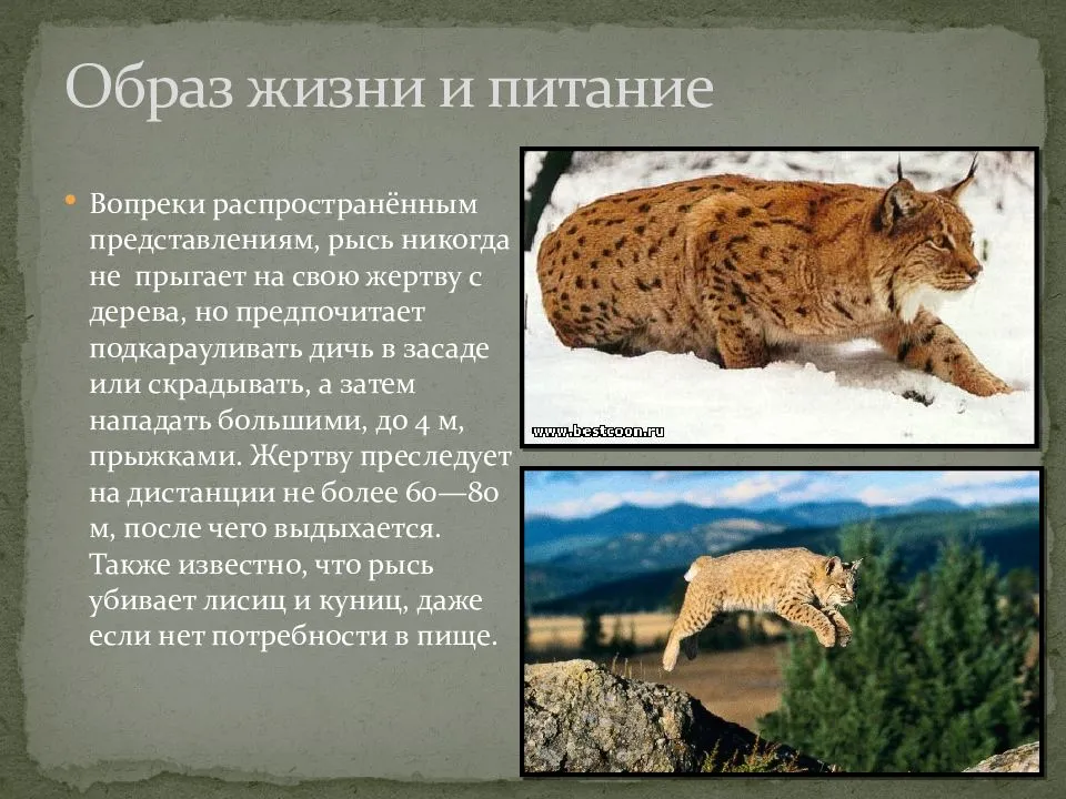 Рысь животное. описание, поведение, еда, размножение.