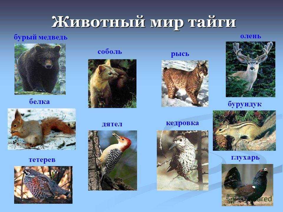 17 дикие животные сибири [дикая природа сибири]