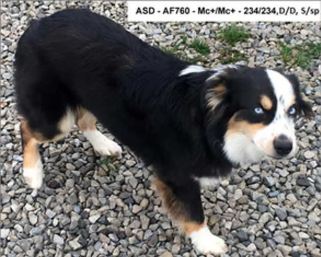 Бордер-колли 🐕: описание породы, характер, содержание и уход, фото собаки