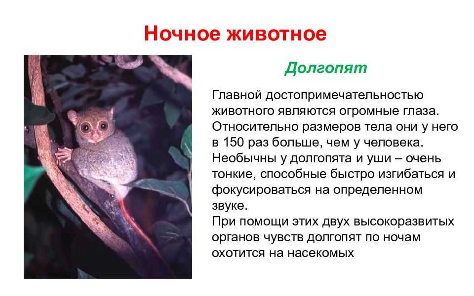 Животные с ночным образом жизни: кто они и как приспособились к темноте