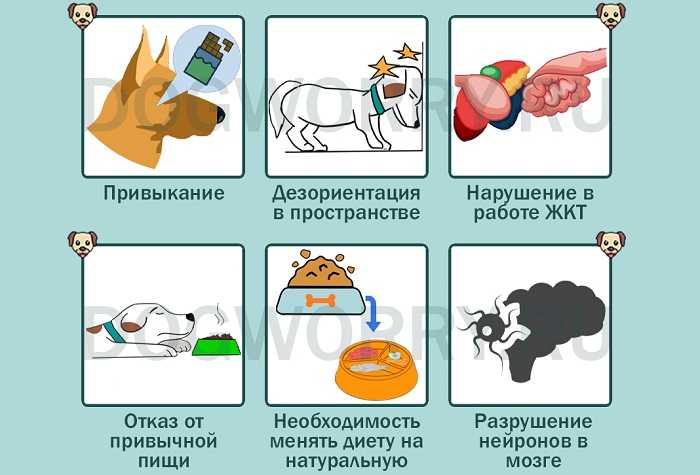 Если собака съела шоколад через сколько симптомы