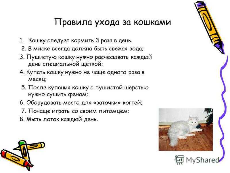 Кормление котенка — правильный рацион, советы | veterinar-info