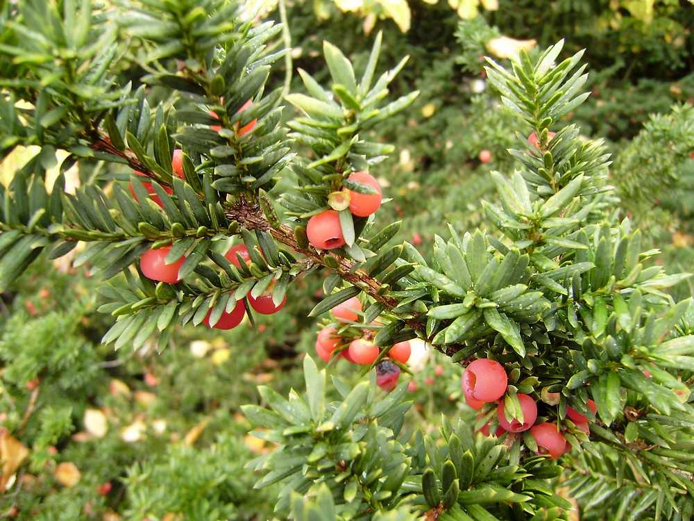 Тис остроконечный - taxus cuspidata - описание таксона - плантариум
