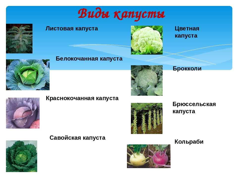 Виды капусты: фото, названия лучших сортов и описание характеристик