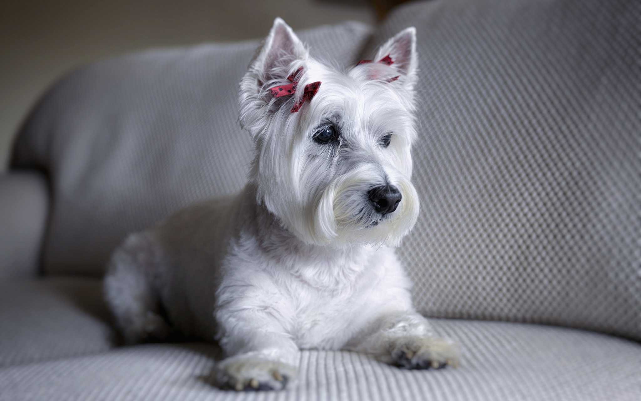 Вест-хайленд-уайт-терьер - порода собаки из рекламы "цезарь"
