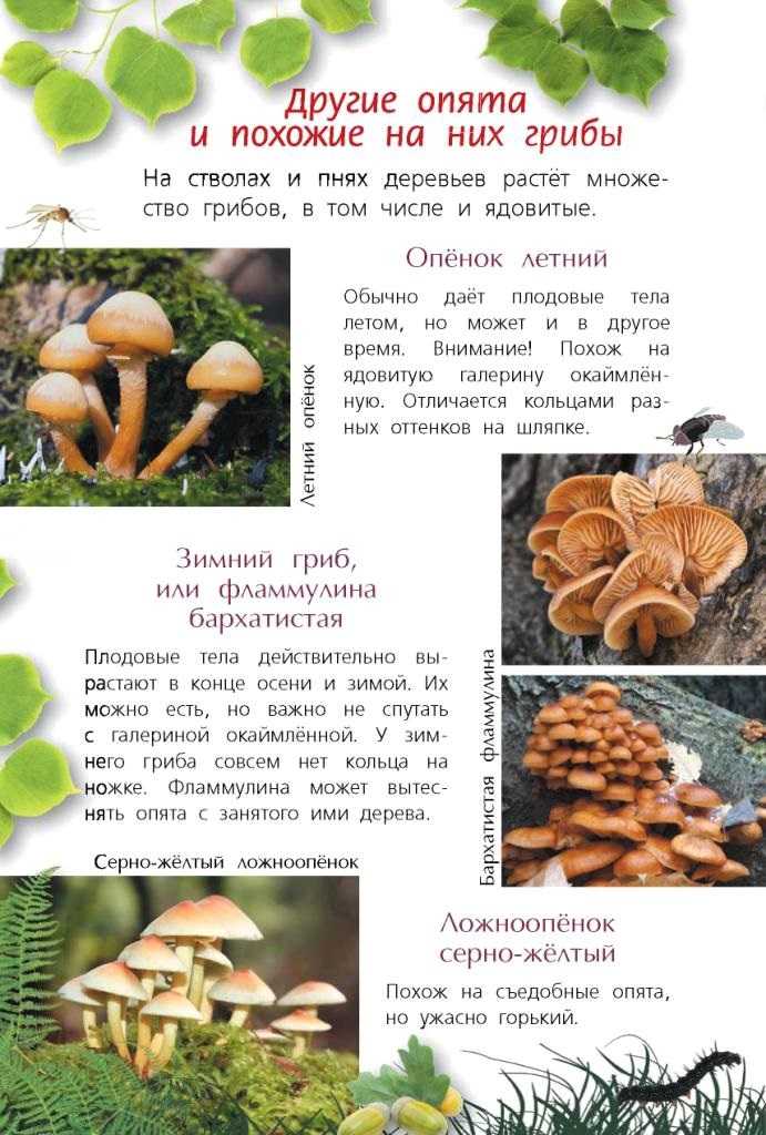 Грибы опята: фото и описание, польза и вред, разновидности
