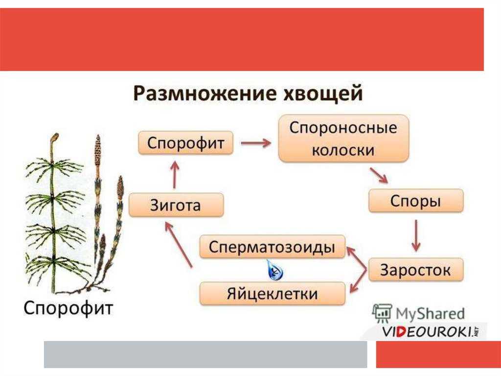 Презентация на тему: "отдел хвощевидные. отдел высших растений, близкий к папоротниковидным. включает один род - хвощ, насчитывающий около 30 видов.". скачать бесплатно и без регистрации.