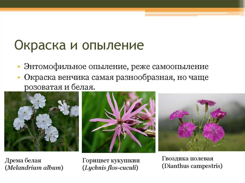 Семейство caryophyllaceaeописание таксона