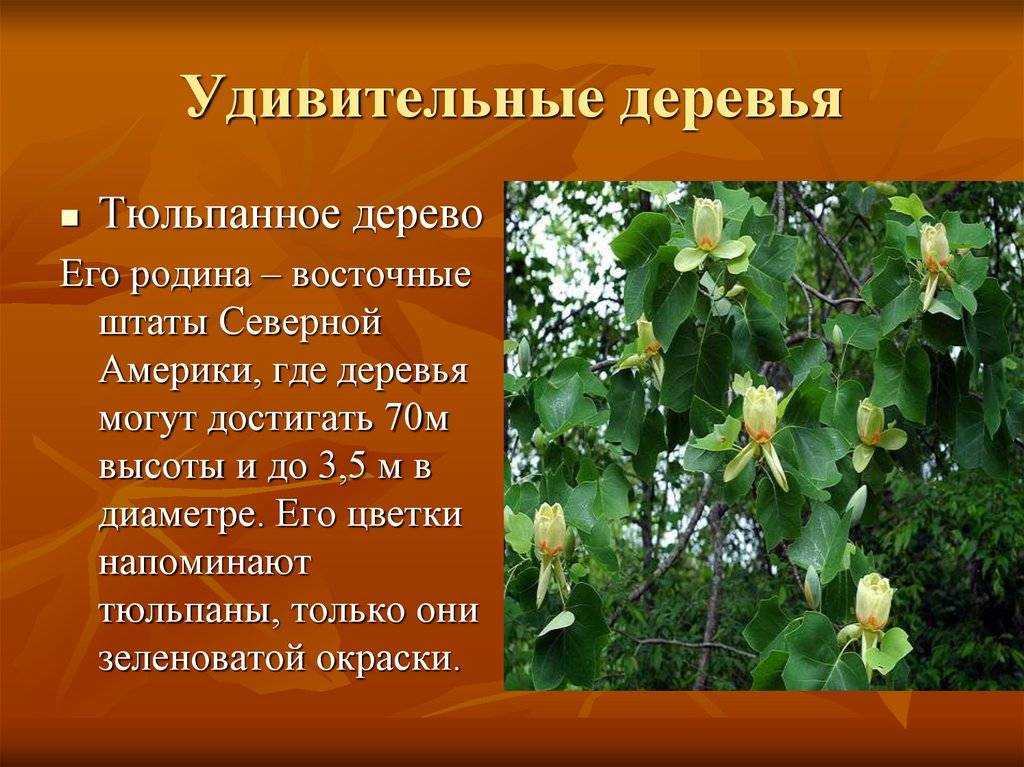 Исчезновение редких видов растений. самые редкие растения в мире.