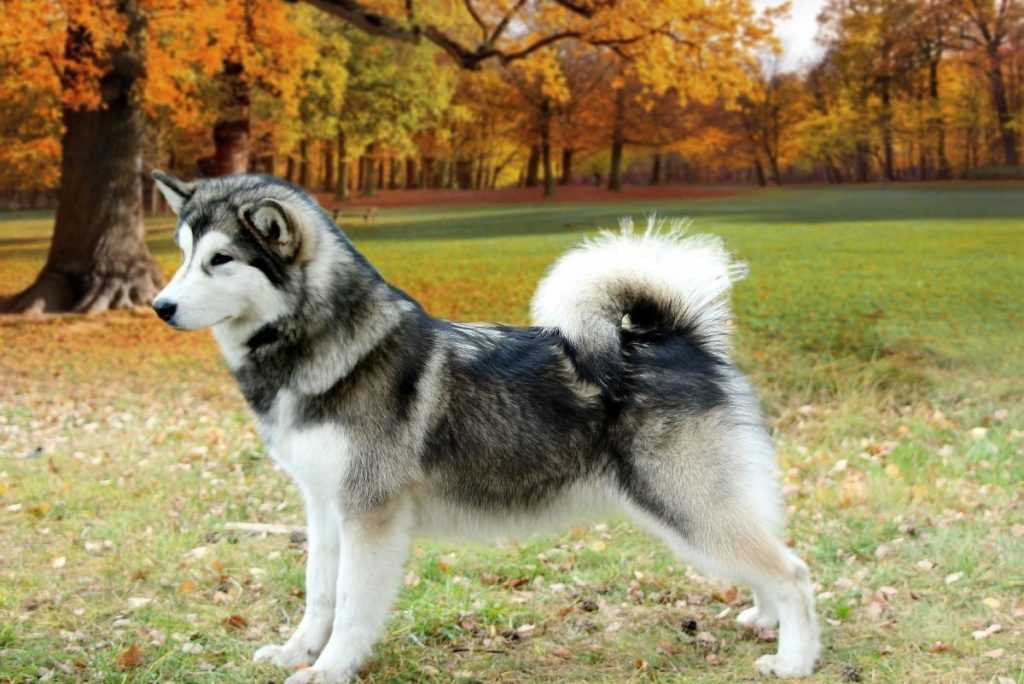 Аляскинский маламут фото, описание породы, характеристика, уход, характер, отзывы