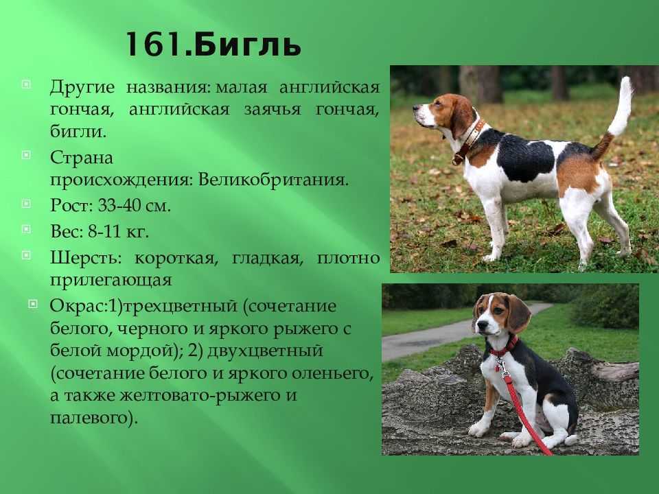 Вес и рост бигля - размер щенков по месяцам, взрослого мальчика и девочки, другие части тела, стандарт. бигль.собаки-россии.рф