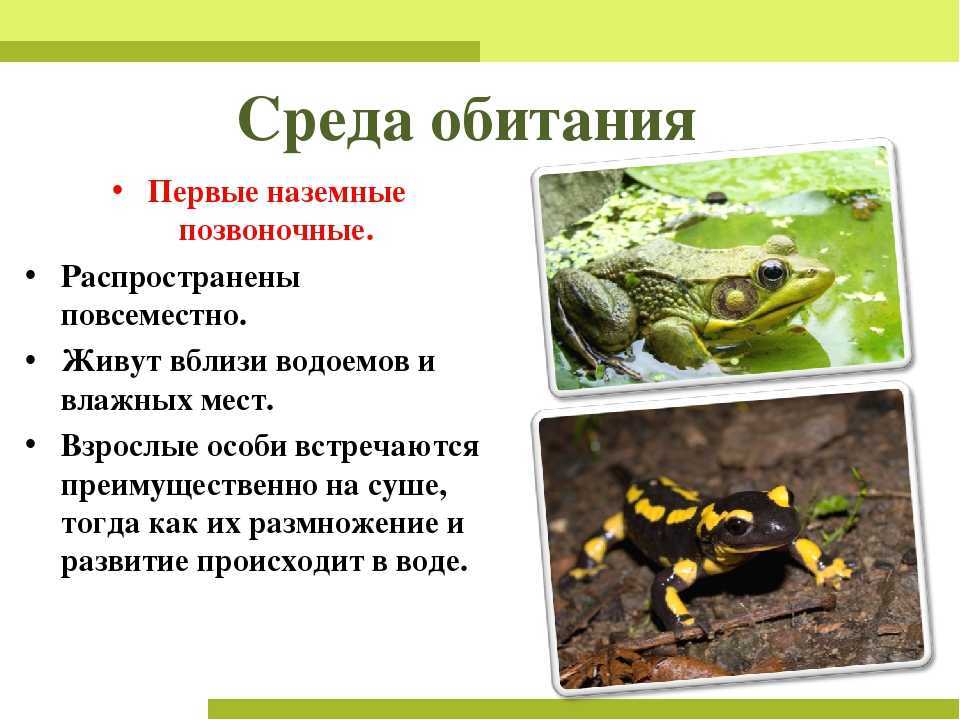 все про древесную лягушку Внешний вид и где обитает Фото и описание квакши Ядовитые древесные лягушки Размеры и характеристики Сколько живет древесная лягушка Чем питаются древесные лягушки Интересные факты, доклад и сообщение