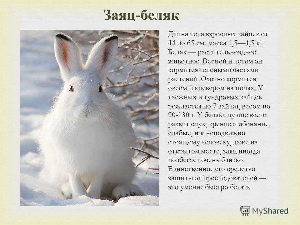 Как выглядит заяц: виды, описание внешних отличий, фото