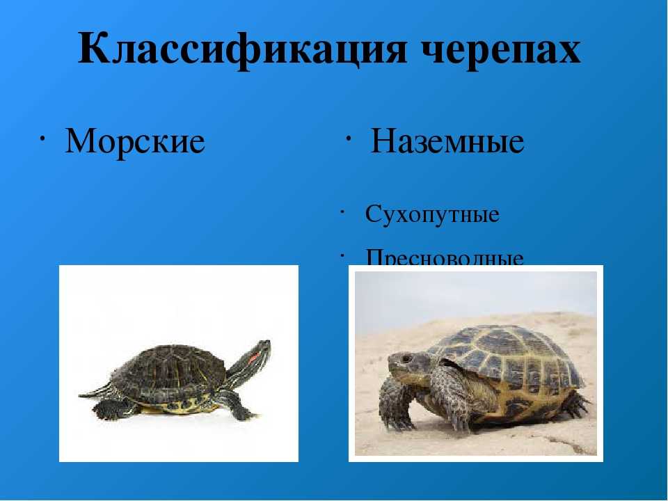 Как ухаживать за водяной черепахой в домашних условиях. особенности кормления, возможные болезни - твой питомец