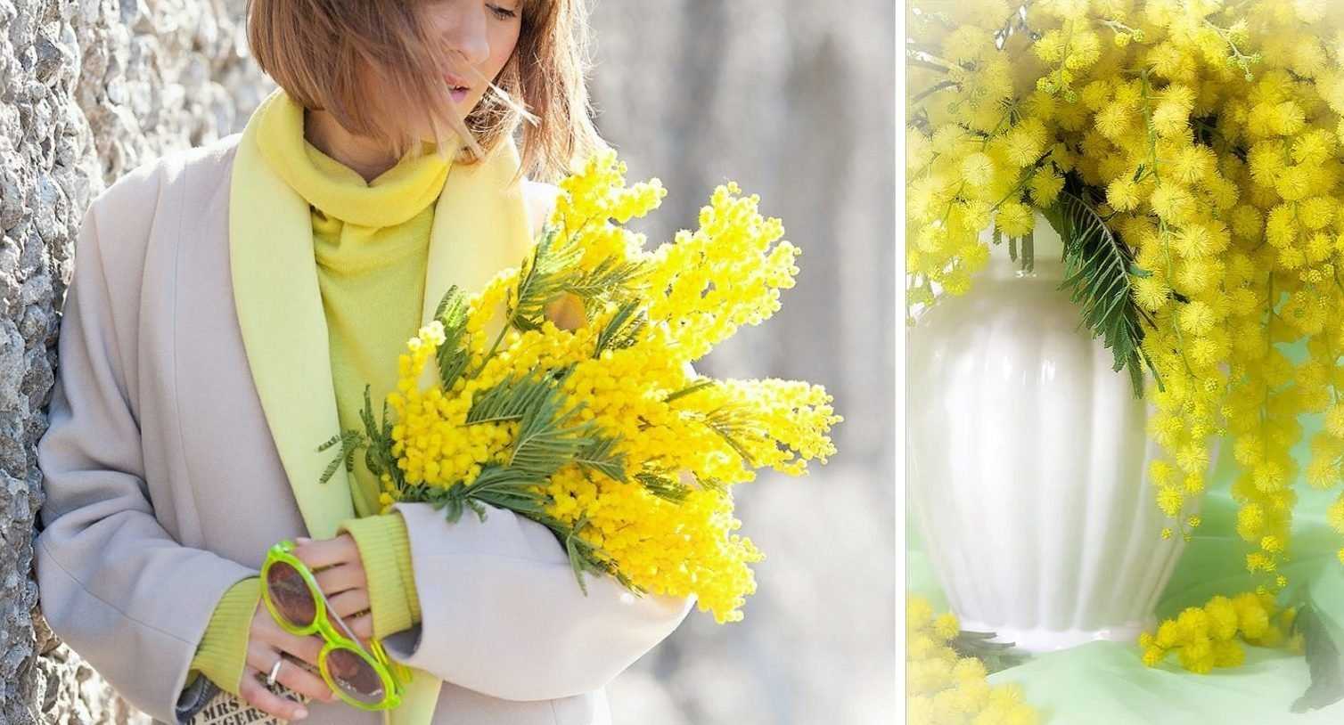 Вопрос: какие цветы похожи на мимозу, название и фото их какое?