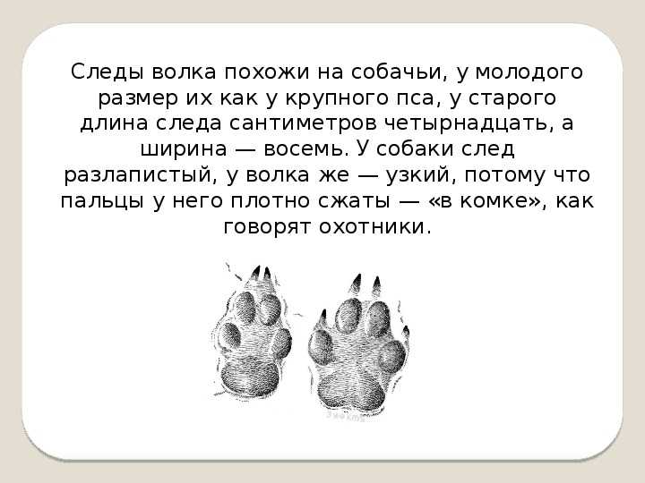 Разница между волком и собакой