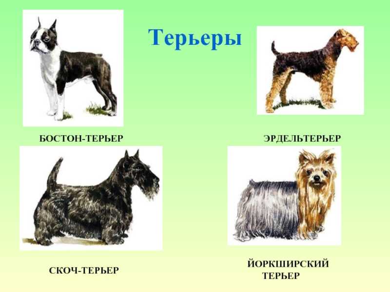 Породы собак с фото и названиями от а до я