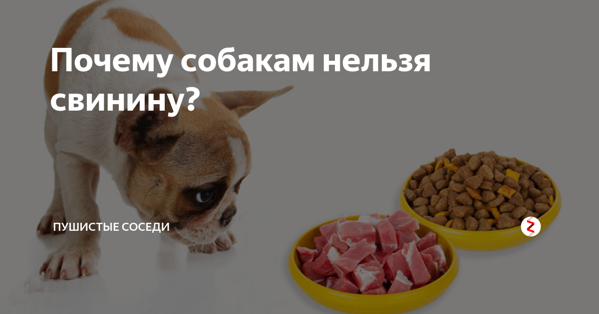 Почему собакам нельзя свинину и свиные кости?