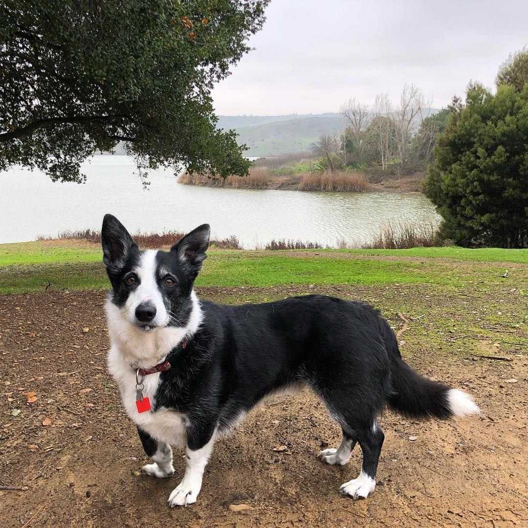 Malinois border collie mix (comparison & breed profile) | paws and learn