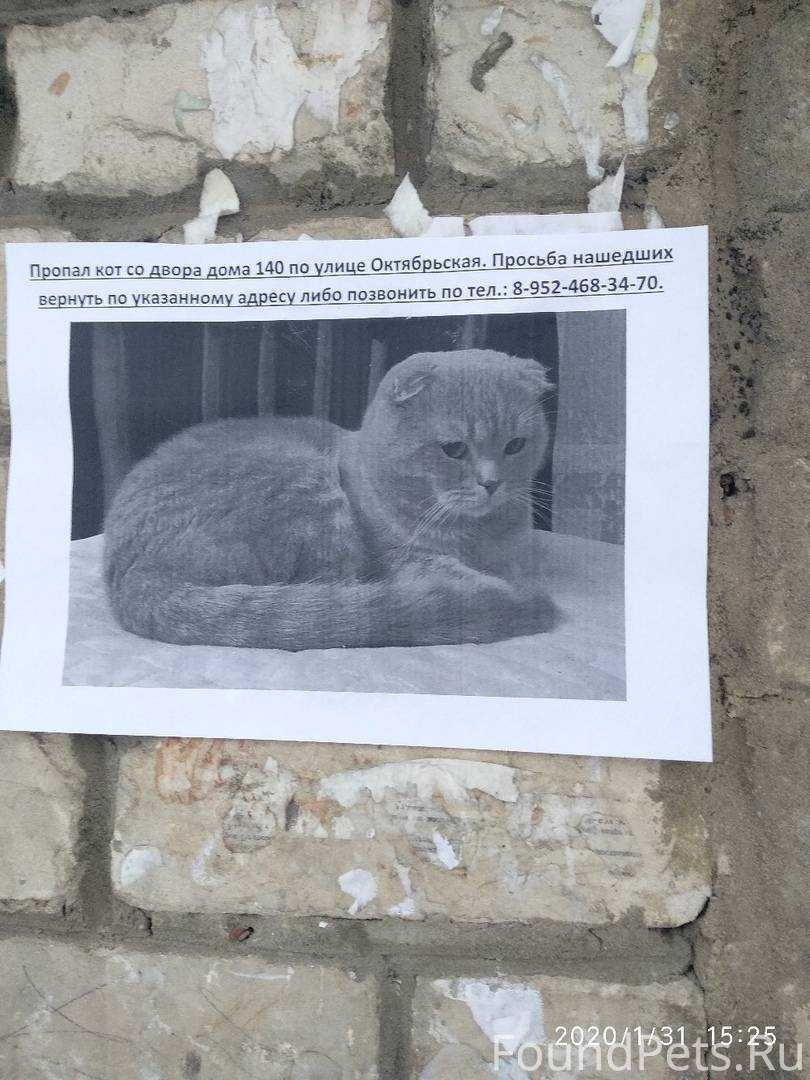 Как найти пропавшего кота