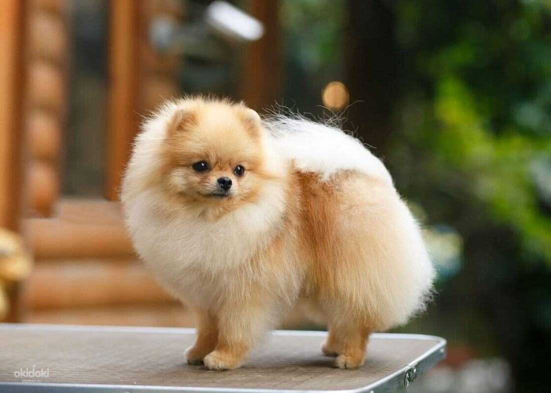 Померанский шпиц 🐕: описание породы, характер, содержание и уход, фото собаки