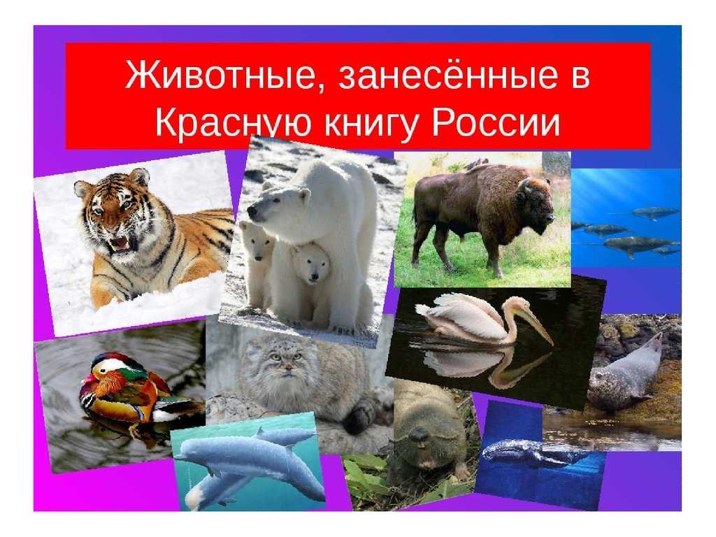 Животные, занесенные в красную книгу ставропольского края — названия, описание и фото
