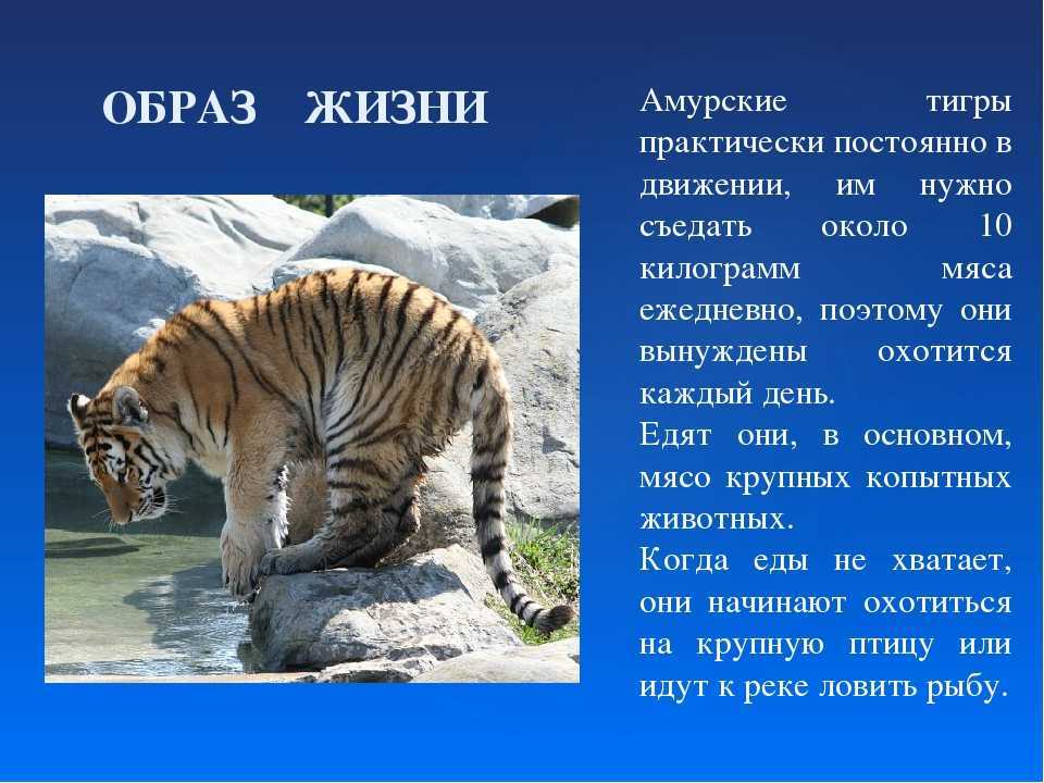 Тигр: описание, образ жизни, повадки и интересные факты | планета животных