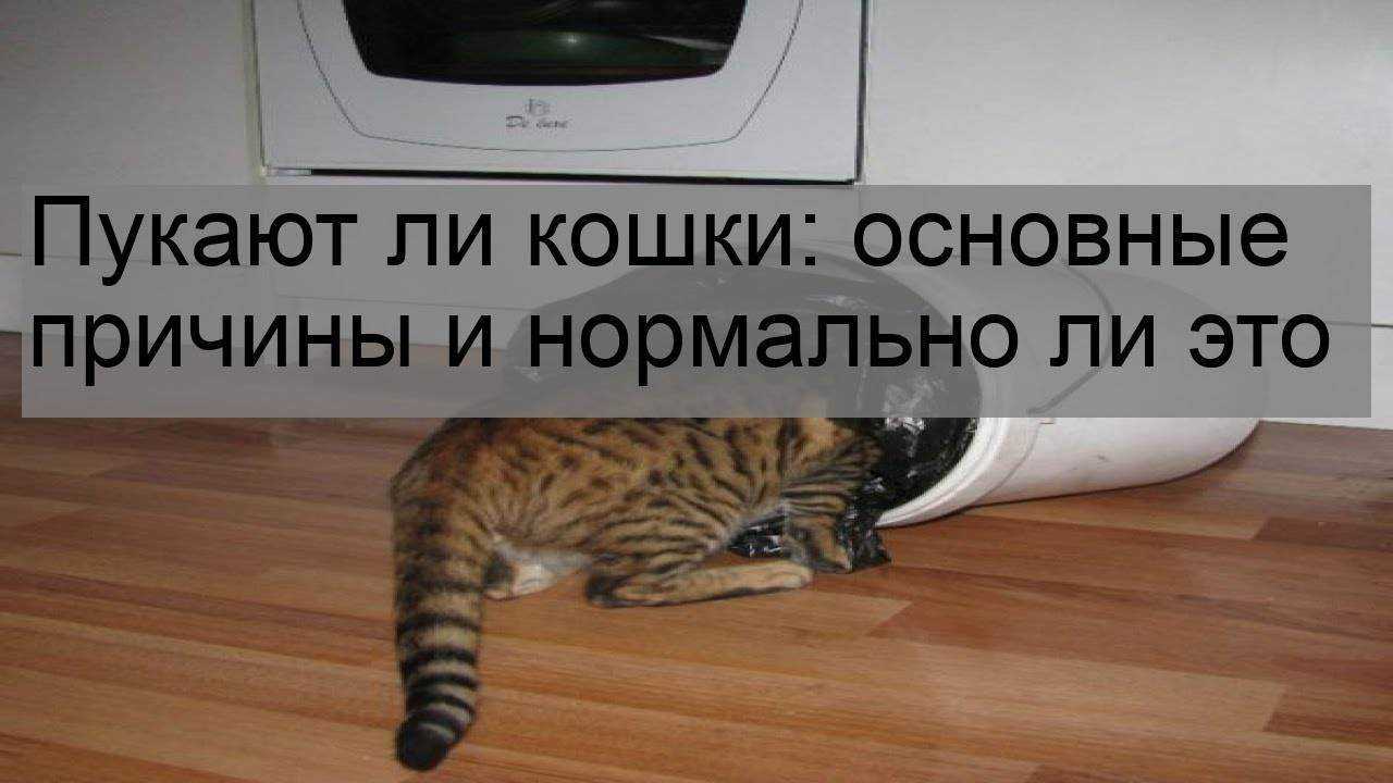 ᐉ пердят ли кошки, почему коты не пукают? - zoomanji.ru