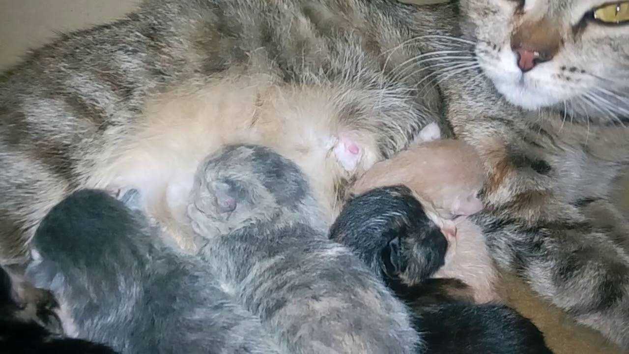 Сколько обычно котят рожают кошки: максимальное количество, а также впервые