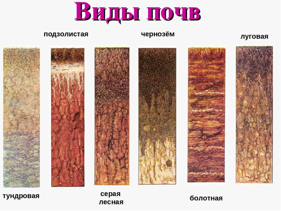 ✅ какие почвы наиболее плодородные - питомник46.рф
